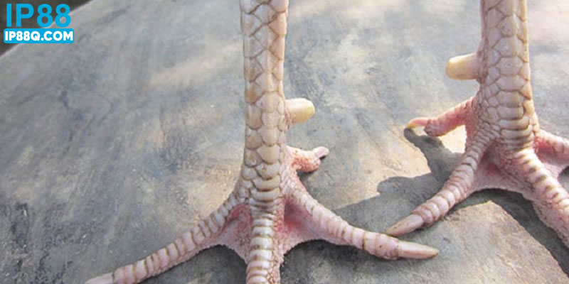 Các ưu điểm nổi bật của gà có Án Thiên