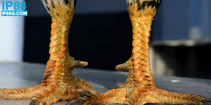 Kinh nghiệm chuẩn giúp bạn nhận biết chính xác chiến kê có Án Thiên