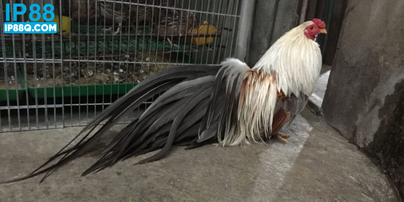 Giải mã gà chuối IP88 là gì? 