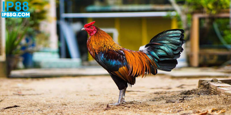 Hướng dẫn cách nuôi gà chọi chi tiết từ A đến Z