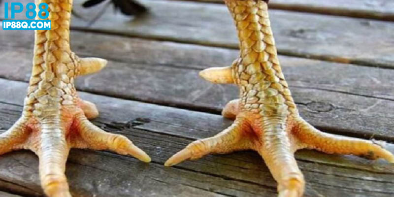 Vảy gà Án Thiên IP88 là đặc điểm của chiến kê tốt