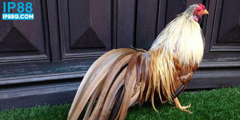 Gà chuối lửa có lối đá mạnh mẽ, gan lỳ