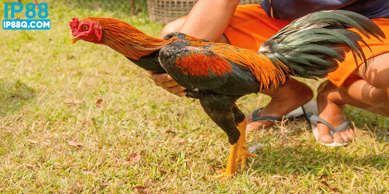 Quá trình huấn luyện