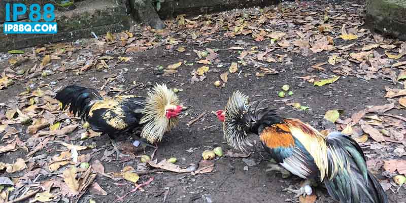 Gà chuối có thân hình cao ráo, gọn gàng