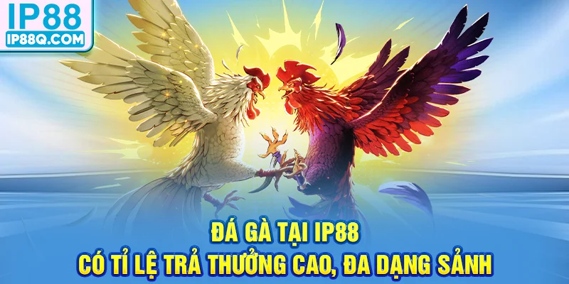 Đá gà tại IP88 có tỉ lệ trả thưởng cao, đa dạng sảnh